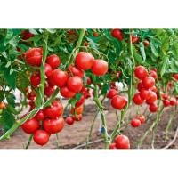 ราคา เมล็ด มะเขือเทศ เอซ55 (Ace 55 Tomato Seed) บรรจุ 10 เมล็ด มะเขือเทศ (5055873390)