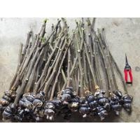 ราคา กิ่งตอนมะเดื่อฝรั่งอิรักกี้ (Iraqi) (55811056524)