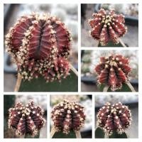 ราคา แคคตัส ยิมโนด่าง ศิลามณี กราฟตอสามเหลี่ยม gymnocalycium variegated กระบองเพชร ราคาถูก ไม้กราฟ (23124379298)