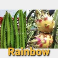 ราคา แก้วมังกร กิ่งแก้วมังกร Rainbow เรนโบว์ (8781389286)