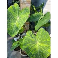 ราคา Colocasia Lemon lime gecko บอนเลม่อนไลม์SIZEตั้งแม่มีไหล (11948035329)
