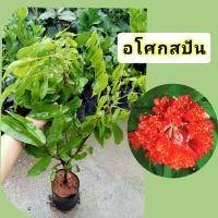 ราคา ต้นอโศกสปันดอกสีแดงอมส้มปลูกให้ร่มเงาแบบปักชำถุง6นิ้วสูง50-70 cm (24812479095)