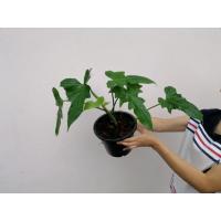 ราคา philodendron​ ฟิโลพลูจีบ ไม้ฟอกอากาศ **ถอดกระถางหุ้มรากส่ง (4349761478)