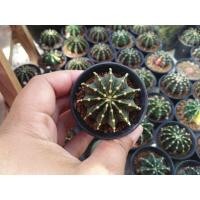 ราคา ยิมโน LB2178 ตัวแท้ Gymnocalycium mihanovichii LB2178 (16335553523)