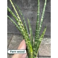 ราคา ต้นลิ้นมังกร Sansevieria Fern wood v. (53350932101)