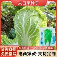 ราคา เมล็ดนกยูงโฟร์ซีซั่นโรมันตรงสลัดผักกาดหอมเมล็ดแคลเซียมสูงฤดูใบไม้ร่วงฤดูหนาวทนความเย็นมีคุณค่าทางโภชนาการเมล็ดผัก (48211149557)