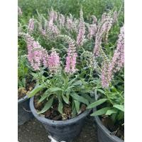 ราคา เวโรนิก้า Veronica/Speedwell กระถาง 8 นิ้ว สมุนไพรฝรั่งดอกสวยกินได้ (54150682681)