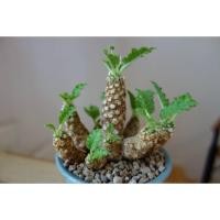 ราคา ต้นมะพร้าวทะเลทราย Dorstenia horwoodii (14586299695)