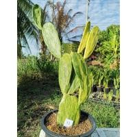 ราคา K13 -​ เสมาด่าง 1 ต้น ตรงปก opantia​ เสมา โอพัน​เทีย​ โอพัน​เทีย​ด่าง ไม้ด่าง Cactus แคคตัส กระบองเพชร ไม้อวบน้ำ ไม้กราฟ (10623044346)