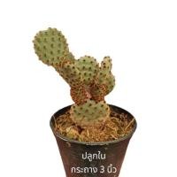 ราคา โอพันเทีย​ มิกกี้เม้า หนามแดง Cactus​ แคคตัส กระบองเพชร​ ไม้อวบน้ำ​ หูกระต่าย​​ เสมา (18402365449)