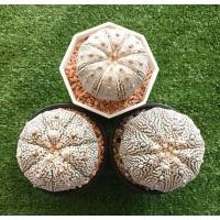 ราคา ต้นกระบองเพชร แคคตัส แอสโตร ซุปเปอร์คาโบโตะ ไซส์ขนาดใหญ่ (Astrophytum Super Kabuto) (6723994027)