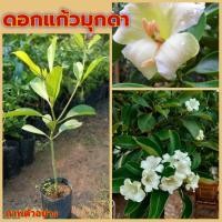 ราคา (รับ1ต้น)(ปักชำถุง) #แก้วมุกดา พันธุ์ไม้ (9057465627)