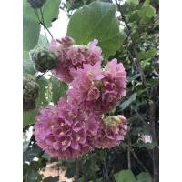 ราคา พุดตานญี่ปุ่น Dombeya elegans ต้นใหญ่ติดดอกพร้อมปลูก (6556686248)