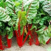 ราคา 20 เมล็ด สวิสชาร์ด ก้านแดง ผักสวิสชาร์ด Swiss Chard (47409345678)