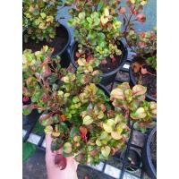 ราคา วอเตอร์เครสแดง (water cress) กระถาง 4 นิ้ว (8703795307)
