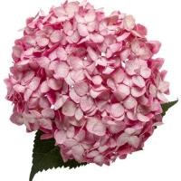 ราคา 20 เมล็ด ไฮเดรนเจีย ไฮเดรนเยีย Hydrangea Seeds สีชมพู สายพันธุ์ฝรั่งเศส (5593936394)