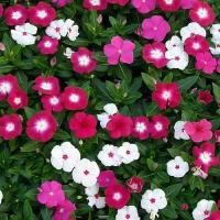 ราคา 【ซื้อ 5 แถม 5 ฟรี】เมล็ดแพงพวย 200 เมล็ด แพงพวยคละสี ดอกแพงพวย แพงพวยพุ่ม เมล็ดดอกไม้ (28893323801)