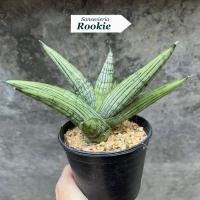 ราคา ต้นลิ้นมังกร Sansevieria Rookie (41022917200)