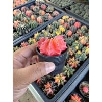 ราคา ยิมโนด่าง ยิมโนด่างสีแดงผสมกับสีเขียว (25079783246)