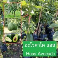 ราคา ต้นอโวคาโด พันธุ์แฮส (Hass Avocado) ทาบกิ่ง Approach Grafting ปลูก1ปี ติดลูก สูง70-80เซนติเมตร พันธุ์ยอดนิยม ติดตลาด (4264819235)