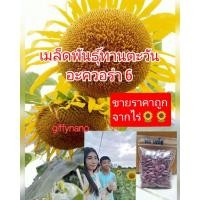 ราคา เมล็ดพันธุ์ทานตะวัน100เมล็ด(อะควอร่า6)โชว์ดอกใหญ่ให้ผลผลิตสูง (7443798245)