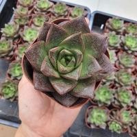 ราคา กุหลาบหิน echeveria dionysos (6049758866)