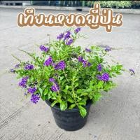ราคา ต้นเทียนหยดญี่ปุ่น ดอกสีม่วงสดใส กระถาง 10 นิ้ว (43425200159)