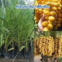 ราคา ต้นอินทผาลัมพันธุ์บาฮีสีเหลือง ต้นพันธุ์แข็งแรงพร้อมปลูก (57462845797)