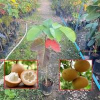 ราคา ต้นกระท้อน พันธุ์ กระท้อนปุยฝ้าย กิ่งติดตา (Santol) กระท้อน สูง 80-100 เซน ให้ผลเร็ว (รับประกันสินค้า) (41760646622)