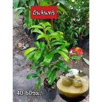 ราคา ต้นอินจัน อินจัน ผลสุกรสชาติหวาน กลิ่นหอม ขนาดต้น 40-60ซม. (19425173322)