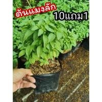 ราคา ต้นแมงลัก แมงลักอีตู่ ผักสวนครัว สมุนไพรไทย ต้นไม้ ปุ๋ย ดิน หิน ผักปลอดสาร กระถาง ไม้มงคล ฟอกอากาศ แต่งบ้าน จัดสวน (19922071776)