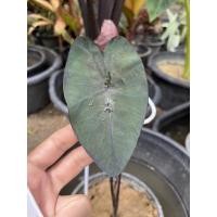 ราคา Colocasia Painted BlackGecgo (14704859226)