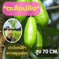 ราคา ตะลิงปลิง 1 ต้น ต้นพันธุ์พร้อมปลูก (ขนาดใหญ่) ตะลิงปลิง สูง 80 ซม. ต้นพันธุ์ตะลิงปลิง เปรี้ยวเปรี้ยว พร้อมส่ง (12893952501)