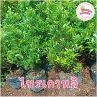 ราคา ไทรเกาหลี ต้นใหญ่ สูง 70-80 ซม. (26020109404)