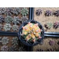ราคา แคคตัส​ ยิมโนคาลิเซียมไม้ด่างหัวสี​ GYMNO​ CALYCIUM​ CACTUS (11403065363)