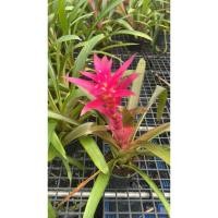 ราคา สับปะรดสี (Bromeliad) ค่ะ พันธุ์ในภาพน่าจะเป็นกลุ่ม Vriesea หรือ Guzmania สับปะรดสีหวาน ชมพู (24797570710)