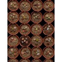 ราคา Lithops ไลทอป ลิทอป หินมีชีวิต ไลทอปจัดส่ลทั้ลกระถาง ไลทอปขนาดเล็ก SM1-16 (9564026597)