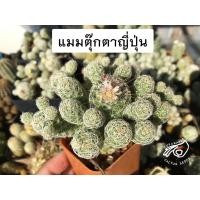 ราคา แมมตุ๊กตาญี่ปุ่น ตุ๊กตา ญี่ปุ่น ตุ๊กตาญี่ปุ่น กระบองเพชร แคคตัส ต้นแคคตัส แมมตุ๊กตา แมมญี่ปุ่น Mammillaria gracilis แมม (14848062223)