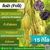 ราคา เมล็ดพันธุ์​ข้าว ข้าวเหนียวดำ ข้าวไร่ ลืมผัว ปลูกที่ดอน นาโคก สภาพไร่ นาปี นุ่ม หอมจนลืมผัว 15 กก. คูลเกษตร KR30.5 (47760506494)