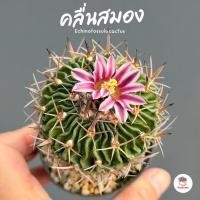 ราคา คลื่นสมอง Echinofossulocactus แคคตัส กระบองเพชร cactus&succulent (7956432306)