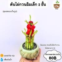 ราคา ต้นไผ่กวนอิม 2 ชั้น กระถาง 2.5 นิ้วลายหินอ่อน พร้อมหิน (28485460730)