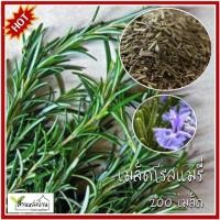 ราคา 200 เมล็ด โรสแมรี่ Rosemary เมล็ดพันธุ์โรสแมรี่ เมล็ดโรสแมรี่ (21174348733)