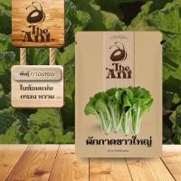 ราคา เมล็ดพันธุ์ผักกาดขาวใหญ่ กาดดอย เมล็ดพันธุ์ ชุดปลูกผัก กระถางผัก เมล็ดพันธุ์ออแกนิค พืชผักสวนครัว (53106641164)
