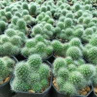 ราคา รีบูเทีย ดอกขาว (Rebutia pulvinosa) ขนาดกระถาง 2 นิ้ว ส่งทั้งกระถาง (22187441193)
