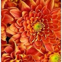 ราคา 50 เมล็ด ดอกเบญจมาศ ดอกมัม เบญจมาศ Chrysanthemum Seeds สายพันธุ์ Orange Yellow Mum (47559088431)
