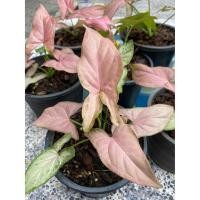 ราคา ต้นเงินไหลมาชมพู(Syngonium podophyllum) (12114806048)