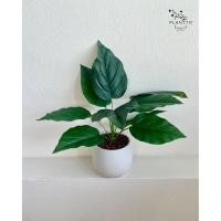 ราคา ต้นไม้ปลอม Peace Lily กระถางเซรามิค 12 cm สูงรวมราว 1 ฟุต (49957455441)