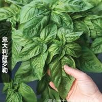 ราคา *现货*意大利甜罗勒种子大叶九层塔阔叶金不换香草种籽室外阳台盆栽春播Italian sweet basil seeds, large-leafed Thai holy basil with broad leaves.20260412 (49408684443)