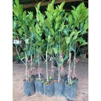 ราคา ต้นขนุนทองประเสริฐ ต้นทาบกิ่ง80ซม.-1เมตร (29536462975)