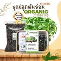 ราคา ชุดปลูกต้นอ่อนทานตะวัน ชุดปลูกผักปลอดสาร ชุดพร้อมปลูกต้นอ่อน ชุดปลูกพร้อมเมล็ดพันธุ์ผัก ชุดปลูกผัก organic 100% (11685864466)